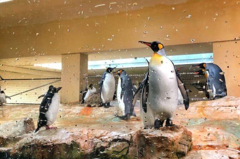 penguin-in-dubai-zoo