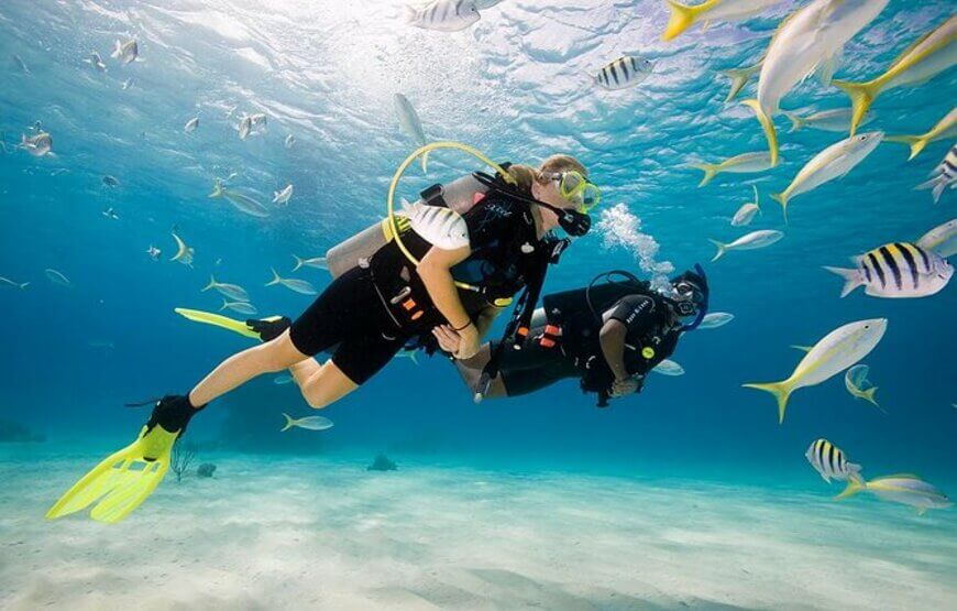 Scuba divers exploring the vibrant coral reef and marine life during a tour in Dubai