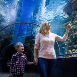 National Aquarium Abu Dhabi interior with various marine life, including sharks, rays, and tropical fish.