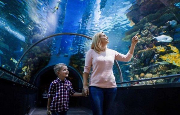 National Aquarium Abu Dhabi interior with various marine life, including sharks, rays, and tropical fish.