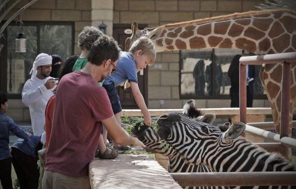 A family smiling and posing with a majestic tiger at Emirates Park Zoo in Dubai, surrounded by lush greenery and natural habitats for the animals