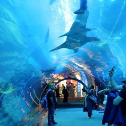 Discover the tallest building in the world, the Burj Khalifa, and the underwater world at the Dubai Aquarium & Underwater Zoo. A must-visit experience in Dubai.