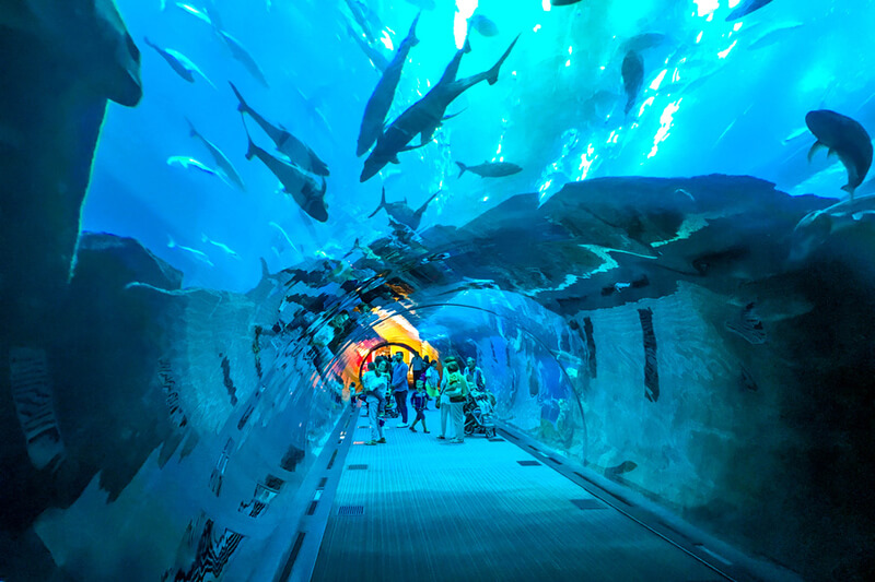 Dubai Mall Aquarium and Under water zoo basic (3)