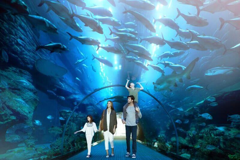 Dubai Mall Aquarium and Under water zoo basic (4)