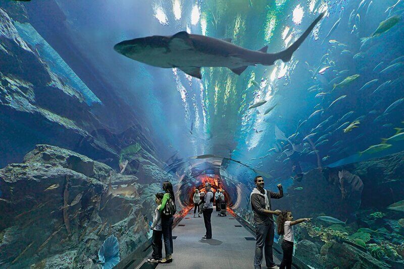 Dubai Mall Aquarium and Under water zoo basic (5)