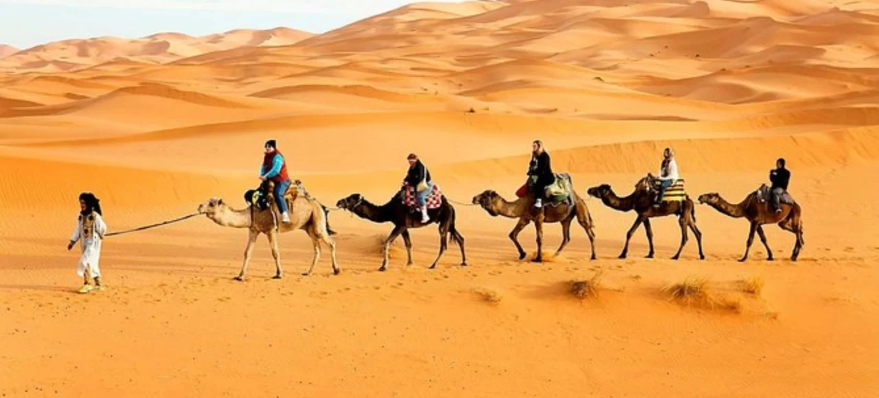 Camel Trekking in Abu Dhabi