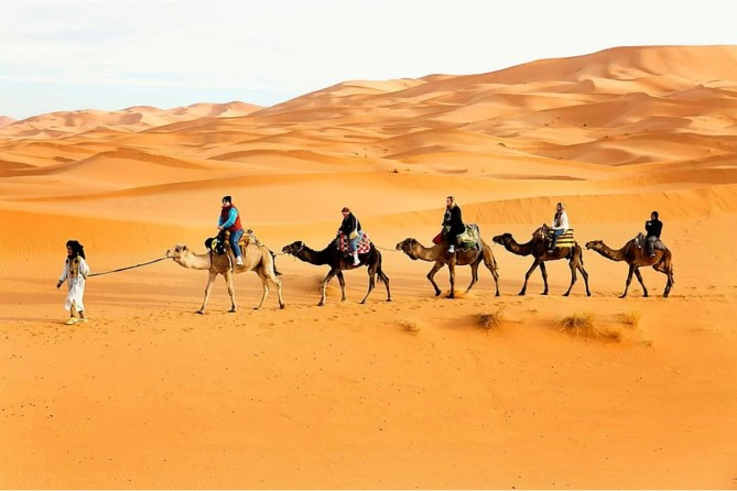 Camel Trekking in Abu Dhabi