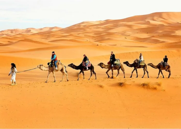 Camel Trekking in Abu Dhabi