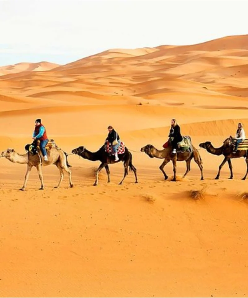 Camel Trekking in Abu Dhabi